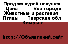 Продам курей несушек › Цена ­ 350 - Все города Животные и растения » Птицы   . Тверская обл.,Кимры г.